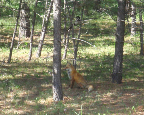 Teenage Fox, Black Forest, Colorado.